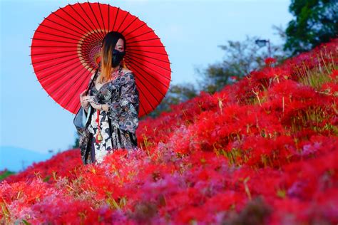 地獄花 彼岸花